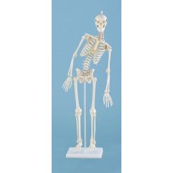 Mini model kostry človeka - s pohyblivou chrbticou
