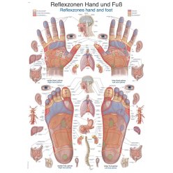 Schéma - reflexné zóny - ruky a chodidlá