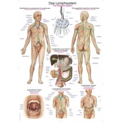 Schéma - ľudský lymfatický systém