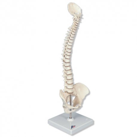 Model chrbtica mini 40 cm