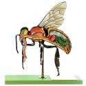 Model včely robotnice - Apis mellifera
