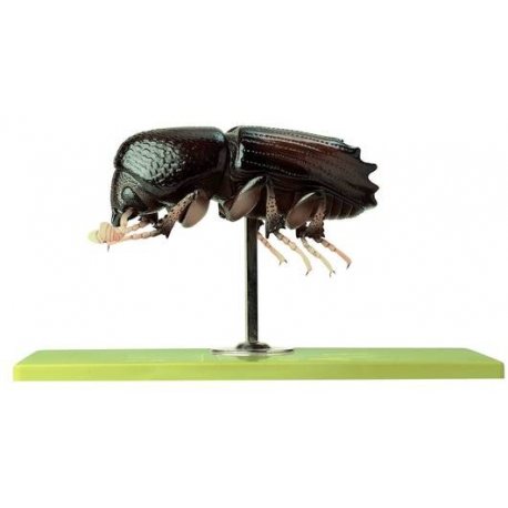 Model podkôrnika