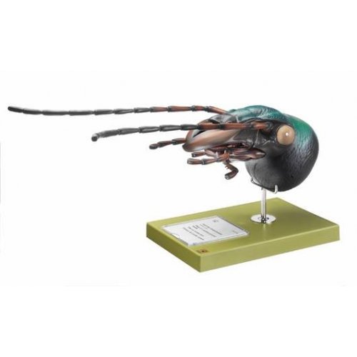 Model hlavy črevlíka - Carabus auratus