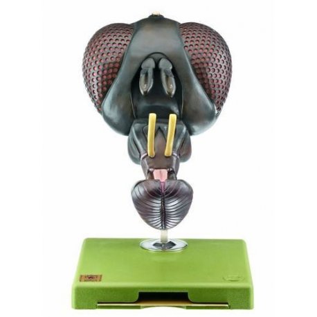 Model hlavy muchy - Musca domestica