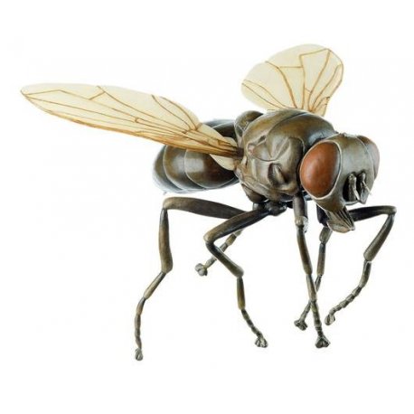 Model muchy - Musca domestica