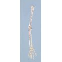 Model hornej končatiny bez ramenného pletenca s vyznačením svalov