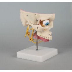 Model ľudských zmyslových orgánov