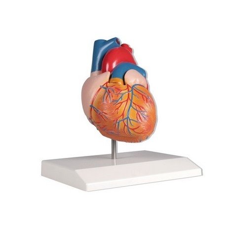 Model ľudského srdca - prirodzená veľkosť - 2 časti