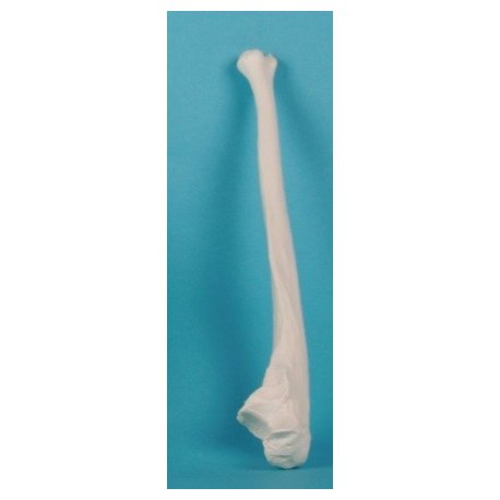 Model ľudskej kosti lakťovej