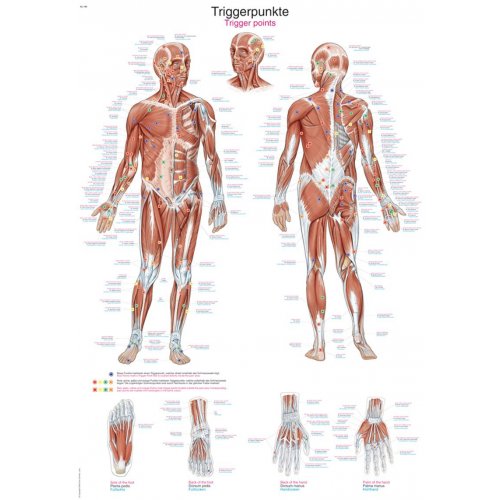 Schéma - aktívne body ľudského tela