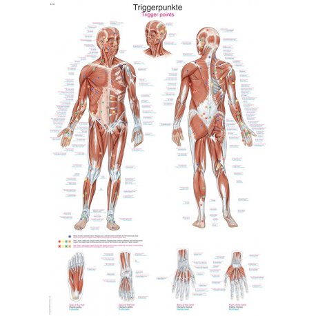 Schéma - aktívne body ľudského tela