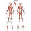 Schéma - aktívne body ľudského tela