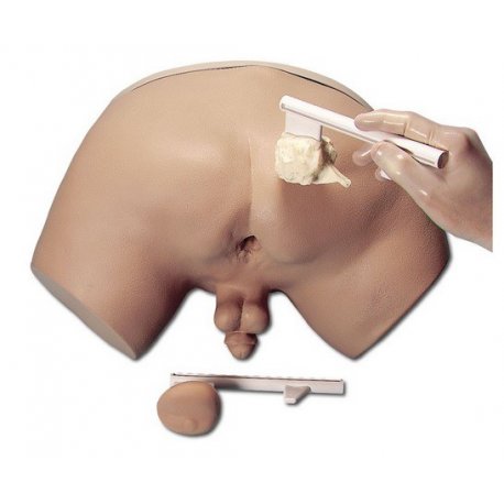 Model na vyšetrenie prostaty