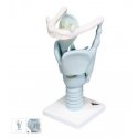 Model ľudského hrtana - funkčný - 3x zväčšený
