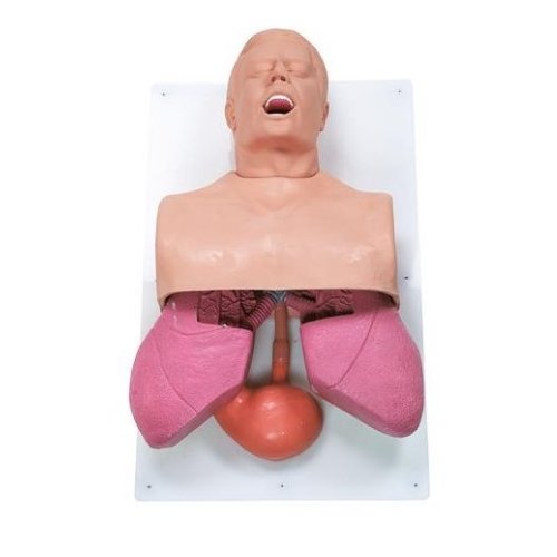 Simulátor dýchacích ciest - dospelý