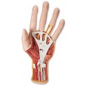 Model ľudskej ruky - vnútorná stavba - 3 časti