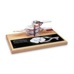 Model chrbticovej miechy - 6x zväčšené
