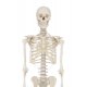 Model skeletu človeka - detail