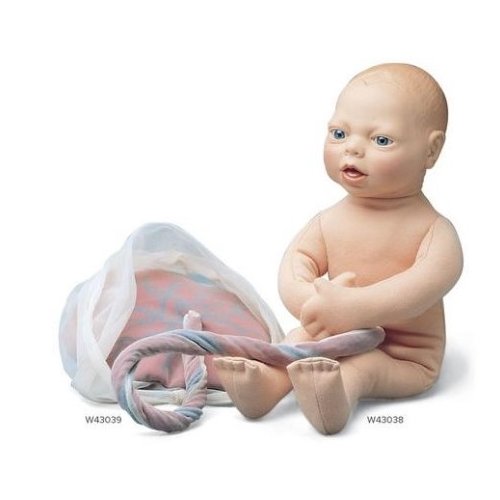 Model plodu - fetus