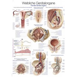 Schéma - ženské pohlavné orgány