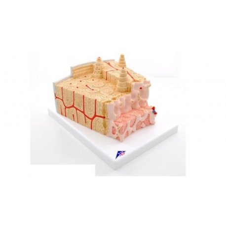 Mikroanatomický model kostného tkaniva - 80x zväčšené