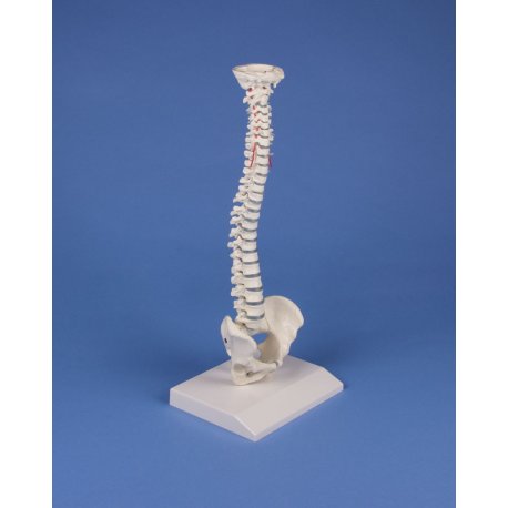 Mini model ľudskej chrbtice
