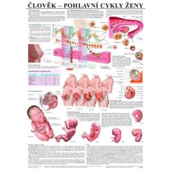 Schéma - pohlavné cykly ženy - SK - 67x96 cm
