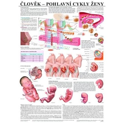 Schéma - pohlavné cykly ženy - CZ - 67x96 cm