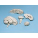 Model lidského mozku - měkký, 8 částí