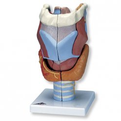 Model ľudského hrtana - 7 častí