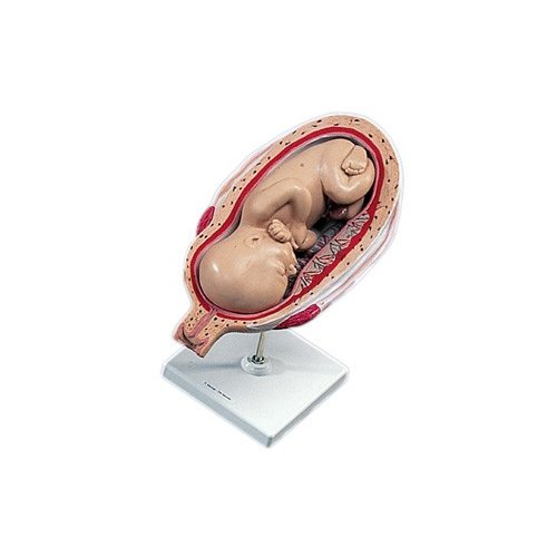 Model ľudského plodu v siedmom mesiaci tehotenstva