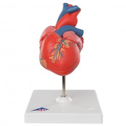 Model ľudského srdca - klasický - 2 časti
