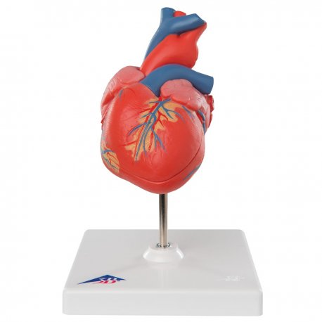 Model ľudského srdca - klasický - 2 časti
