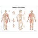 Schéma - akupunktúrne body - AJ - 68x98 cm