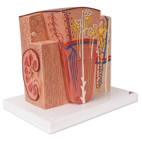 Model ľudskej obličky - mikroanatomický