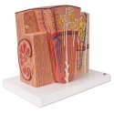 Model ľudskej obličky - mikroanatomický