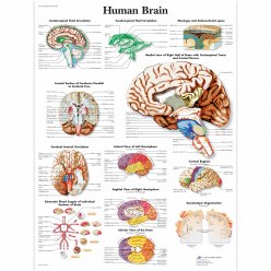 Schéma - ľudský mozog - AJ - 50x67 cm