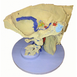 Model kosti spánkovej - 3 časti