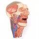 Anatomický model hlavy a viscerálneho priestoru krku