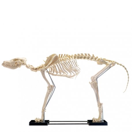Veľký pes