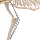 Detail modelu veľkého psa