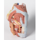 Anatomický model ženskej panvice