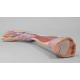Anatomický model dolnej končatiny