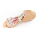 Anatomický model hlbokých chodidlových štruktúr