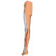 Model povrchovej disekcie - pohľad zozadu
