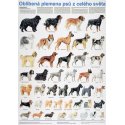 Schéma - Obľúbené plemená psov z celého sveta