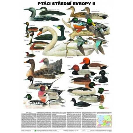 Schéma - Vtáky strednej Európy II
