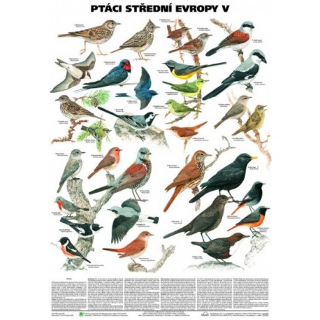 Schéma - Vtáky strednej Európy V