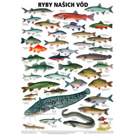 Schéma - Ryby koralových morí - II