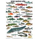 Schéma - Ryby našich vôd